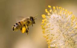 World Bee Day 22 Date Theme Purpose Activities Honey Bee Day