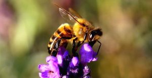 International World Bee Day