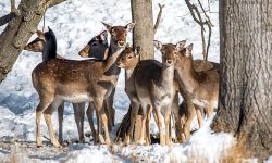 World Wildlife Day 2026