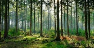 international day of forests