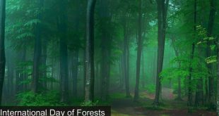 international forest day