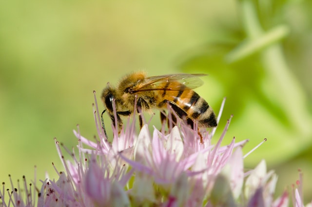 National Honey Bee Day